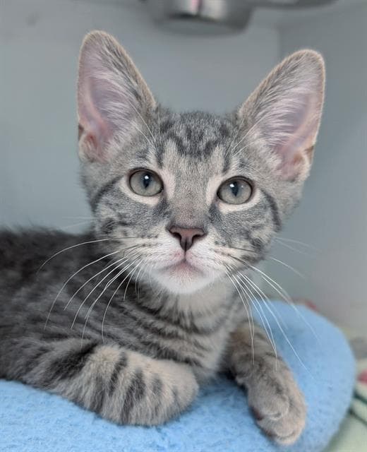 Metallic - Domestic Short Hair