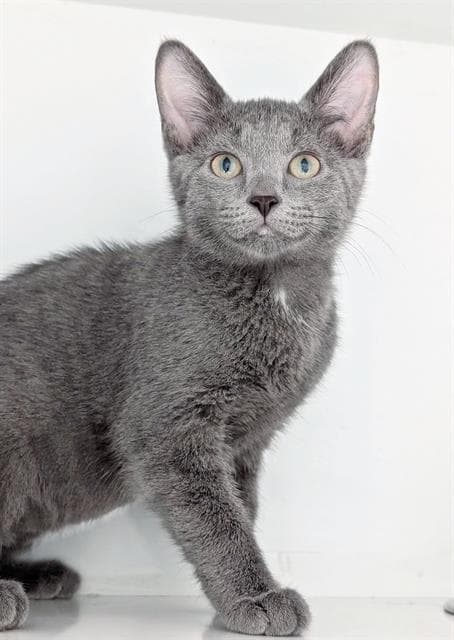 Heirloom - Domestic Short Hair