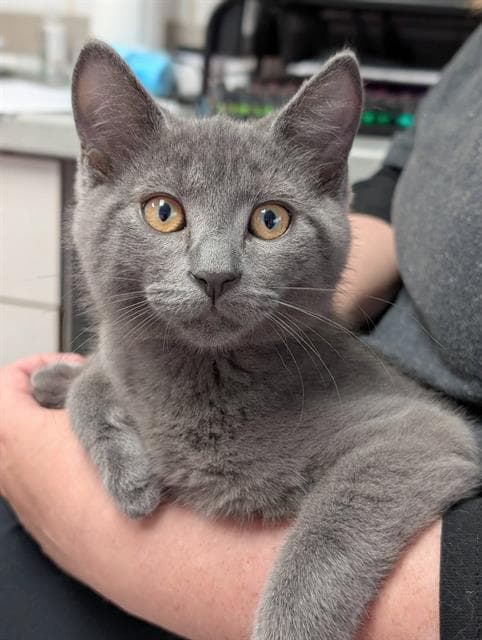 Rocky - Domestic Short Hair