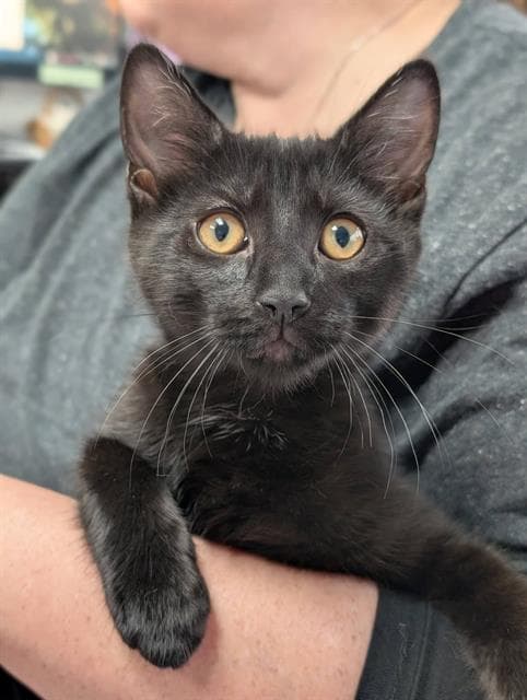 Chuck - Domestic Short Hair
