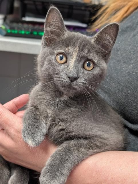 Angel - Domestic Short Hair
