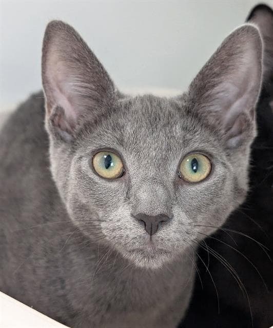 Roo - Domestic Short Hair
