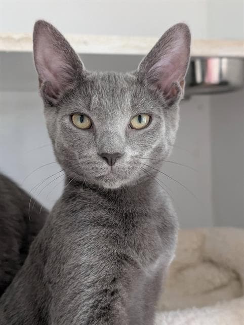 Roo - Domestic Short Hair