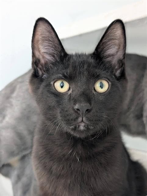 Bear - Domestic Short Hair
