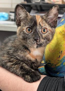 Moxie Meow image 1