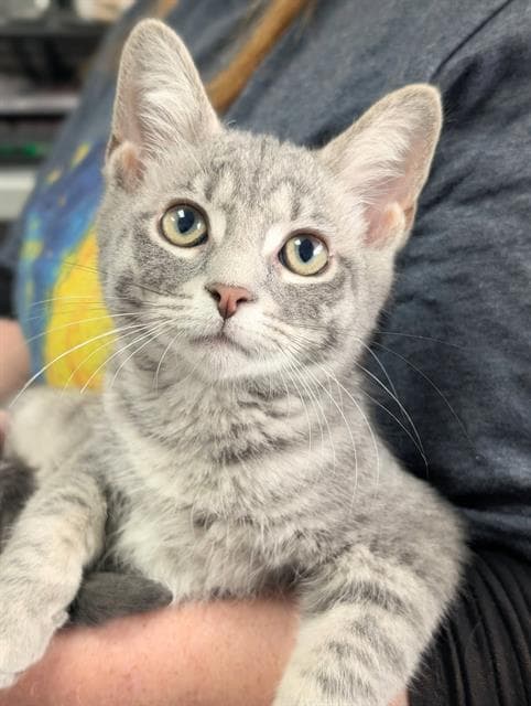 Aidan - Domestic Short Hair