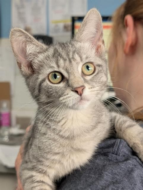 Sally - Domestic Short Hair