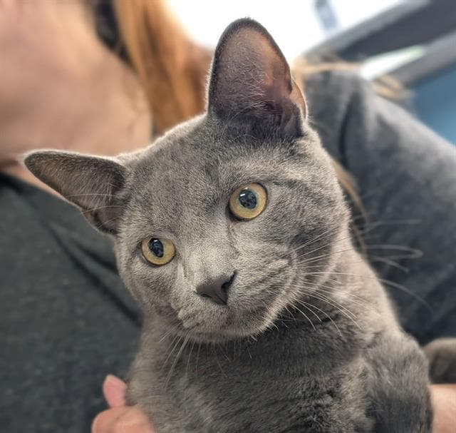 Brooks - Domestic Short Hair