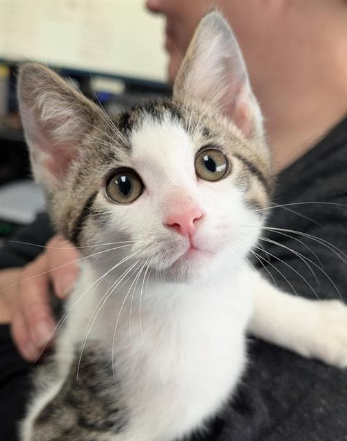 Cosmo - Domestic Short Hair