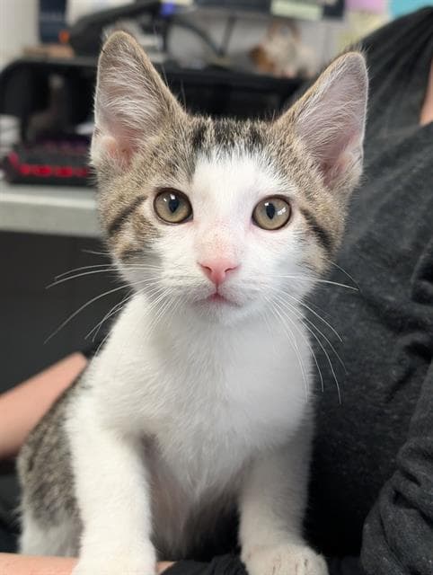 Mcgee - Domestic Short Hair