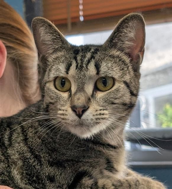 Maxi - Domestic Short Hair