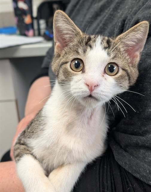 Martin - Domestic Short Hair