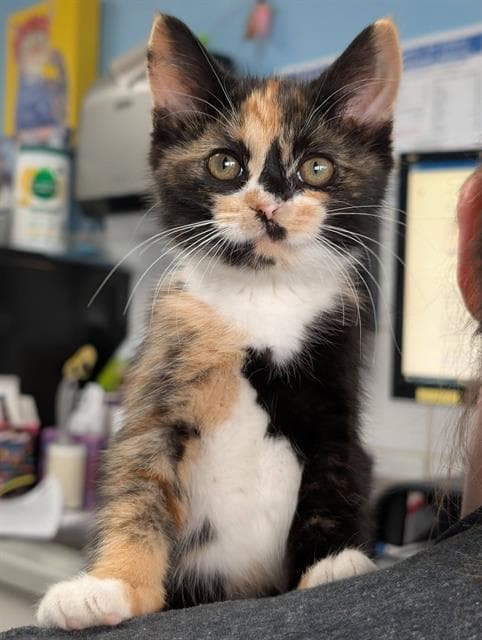 Paula - Domestic Short Hair