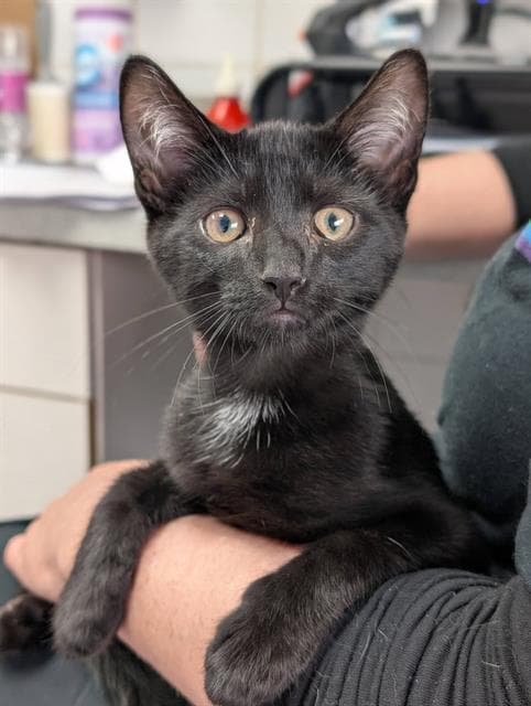 Jack - Domestic Short Hair