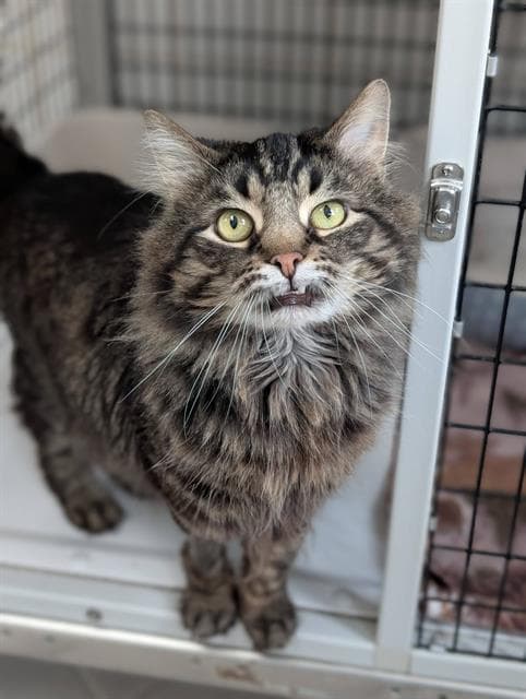 Hoot - Domestic Medium Hair
