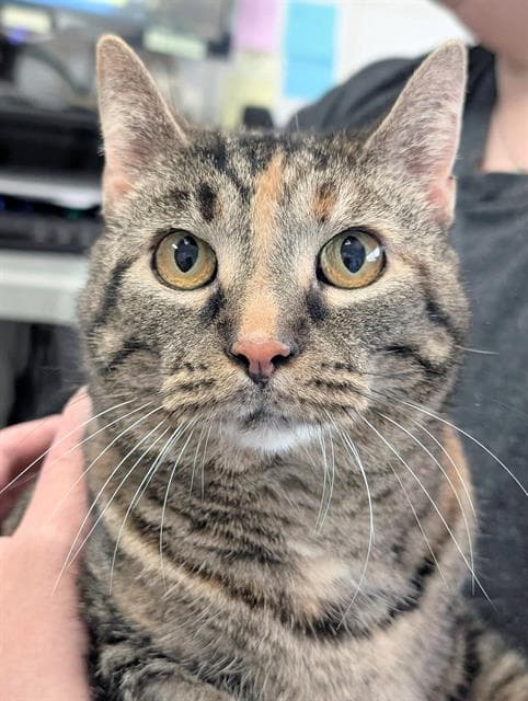 Lizzy - Domestic Short Hair
