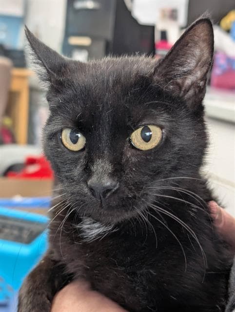 Betty - Domestic Short Hair