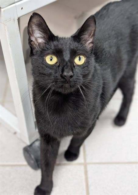 Betty - Domestic Short Hair