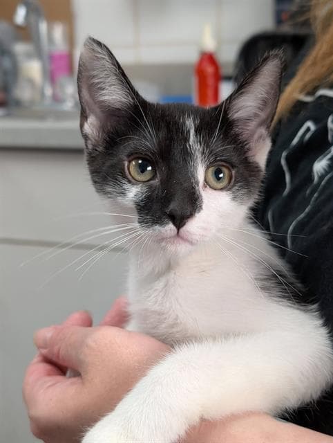 Zuko - Domestic Short Hair