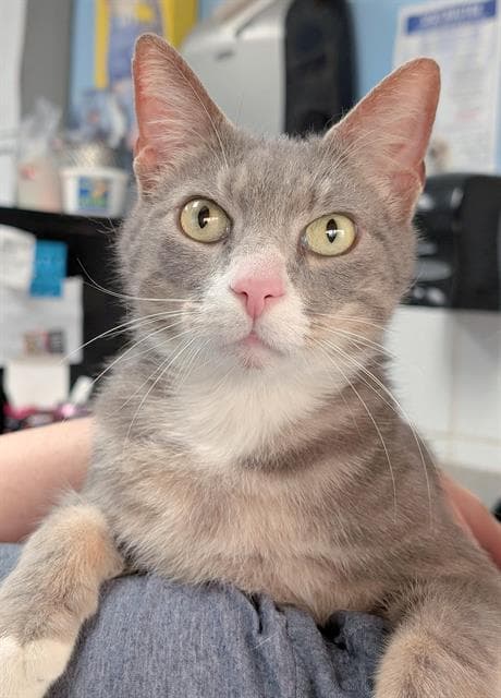 Douji - Domestic Short Hair
