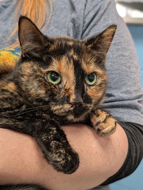 Lulu - Domestic Short Hair