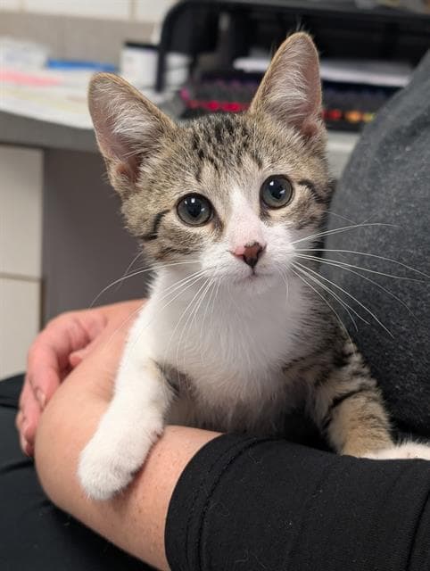 Clancy - Domestic Short Hair