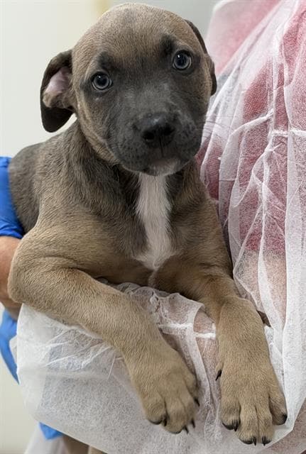 Hux - American Staffordshire Terrier