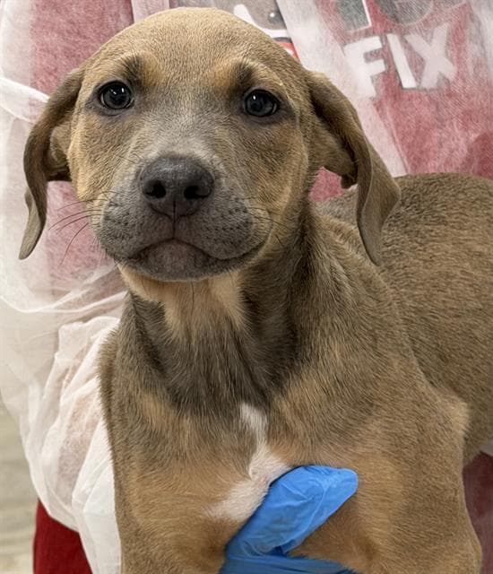 Kai - American Staffordshire Terrier