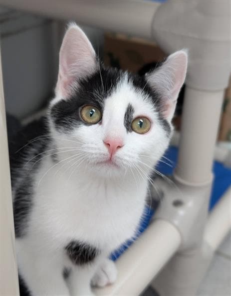 Birdie - Domestic Short Hair