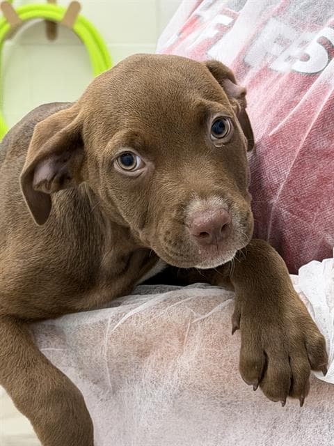 Rue - American Staffordshire Terrier