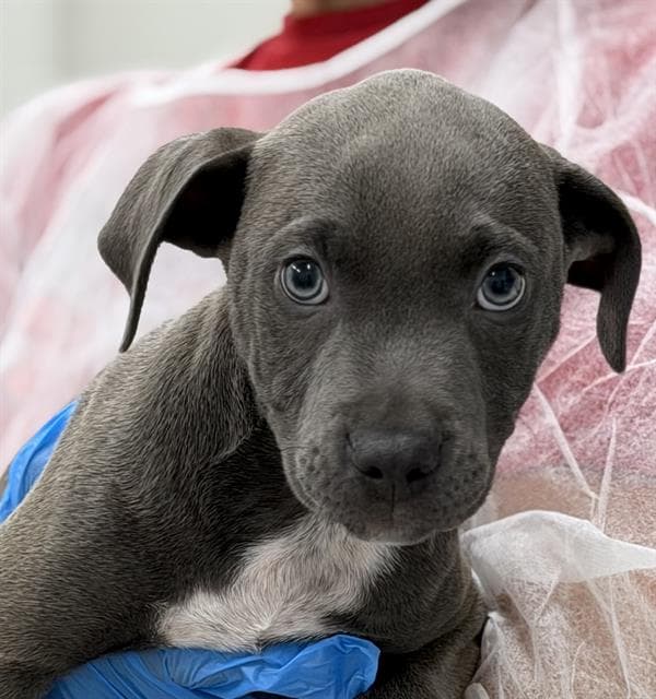 Ren - American Staffordshire Terrier