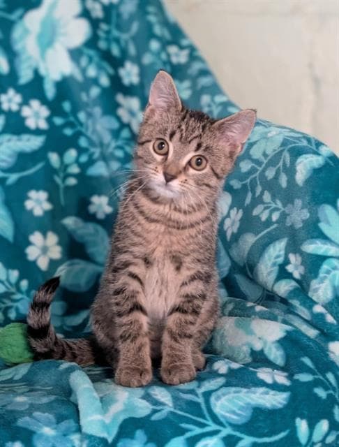 Punkie - Domestic Short Hair
