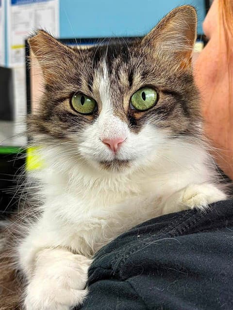 Tiffany - Domestic Medium Hair