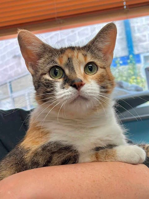 Cayenne - Domestic Short Hair