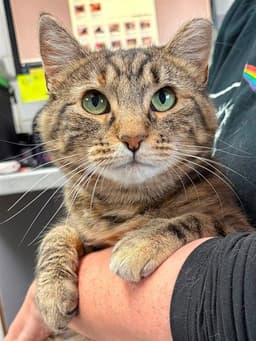Daffodil image 1