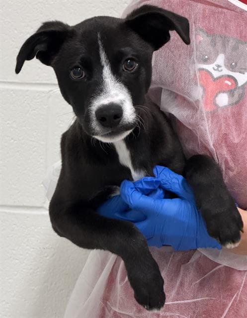 Bugsy - Border Collie
