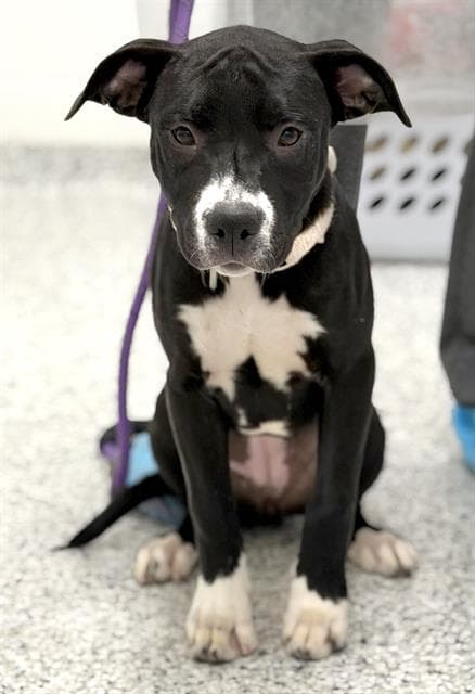Ava - American Staffordshire Terrier