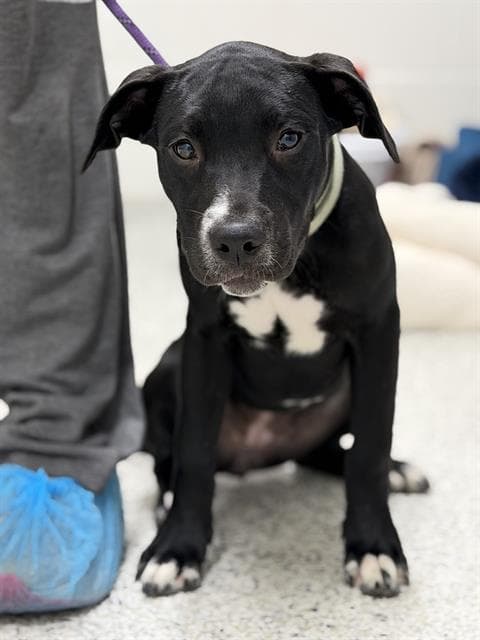 Bee - American Staffordshire Terrier