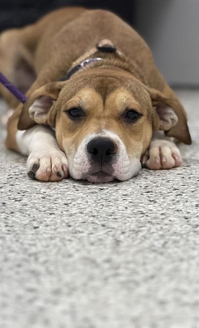 Cin - American Staffordshire Terrier