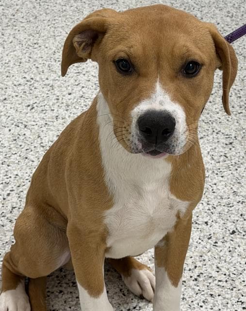 Eli - American Staffordshire Terrier