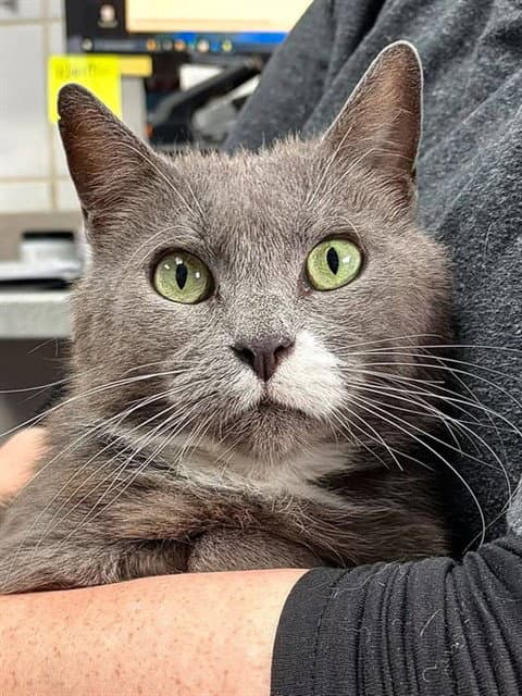 Ellie - Domestic Short Hair