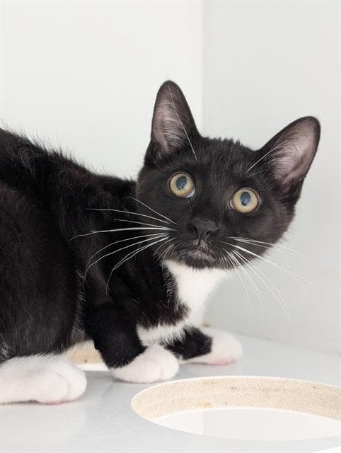 Skittle - Domestic Short Hair