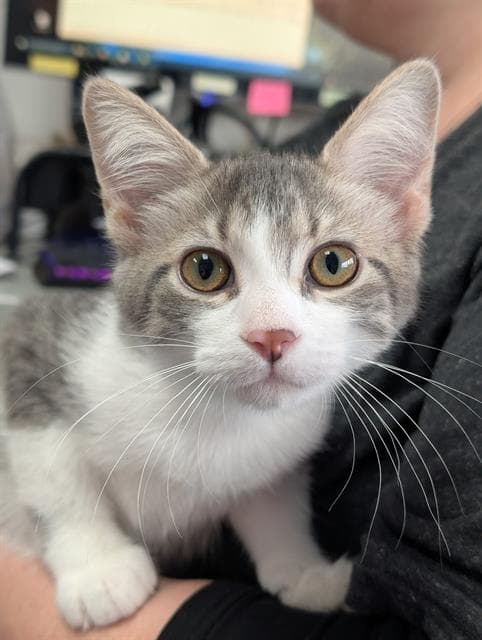 Ellis - Domestic Short Hair