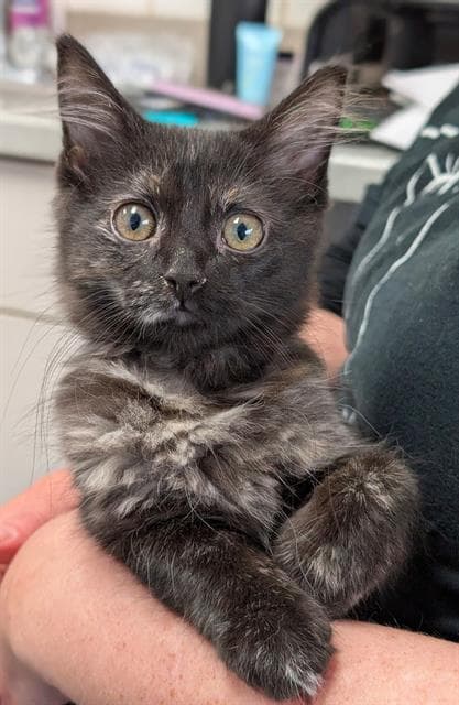 Muse - Domestic Short Hair