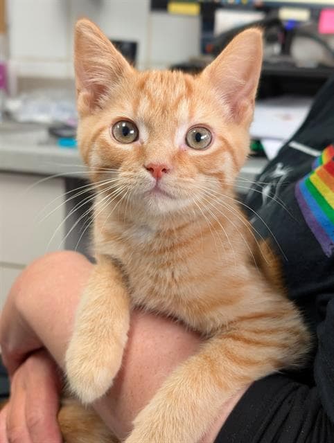 Ozzie - Domestic Short Hair