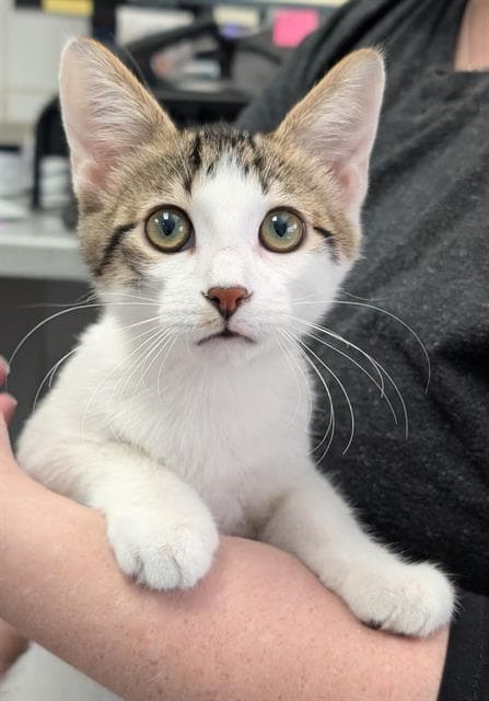 Shane - Domestic Short Hair