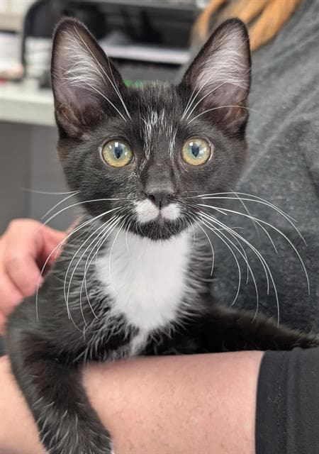 Lil' Jeffrey - Domestic Short Hair