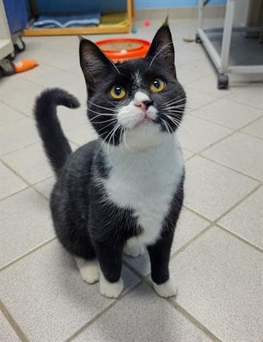 Goober - Domestic Short Hair