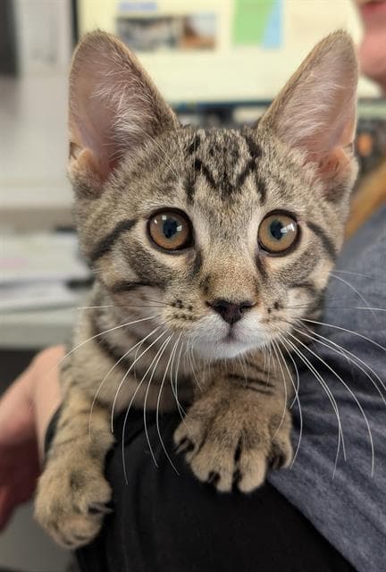 Pebbles - Domestic Short Hair