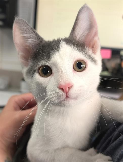 Zen - Domestic Short Hair